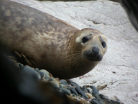 Juvenile grey seal 